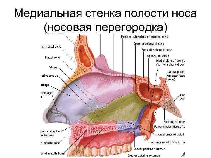 Медиальная стенка полости носа (носовая перегородка) 