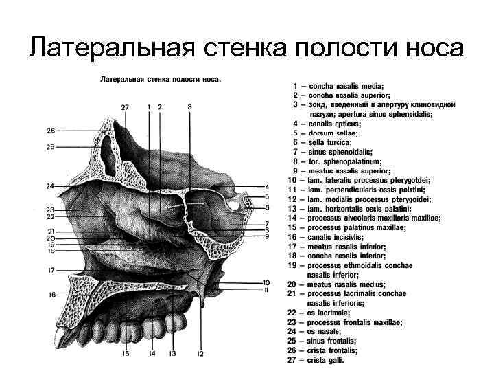 Латеральная стенка полости носа 