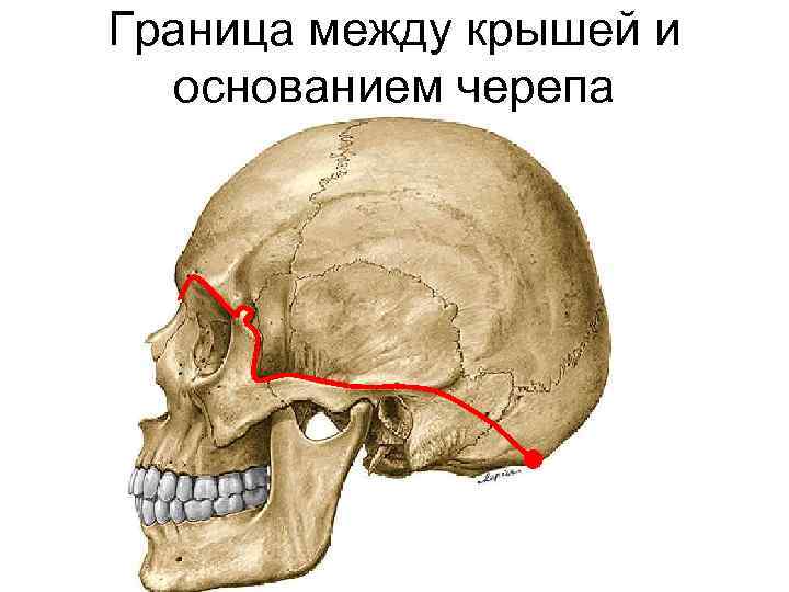 Основание черепа где находится фото у человека