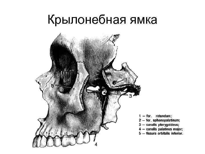 Крылонебная ямка 