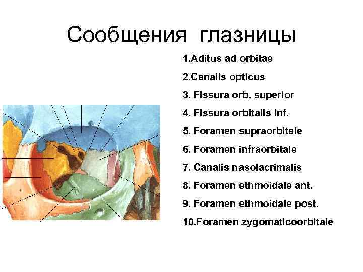 Сообщения глазницы 1. Aditus ad orbitae 2. Canalis opticus 3. Fissura orb. superior 4.