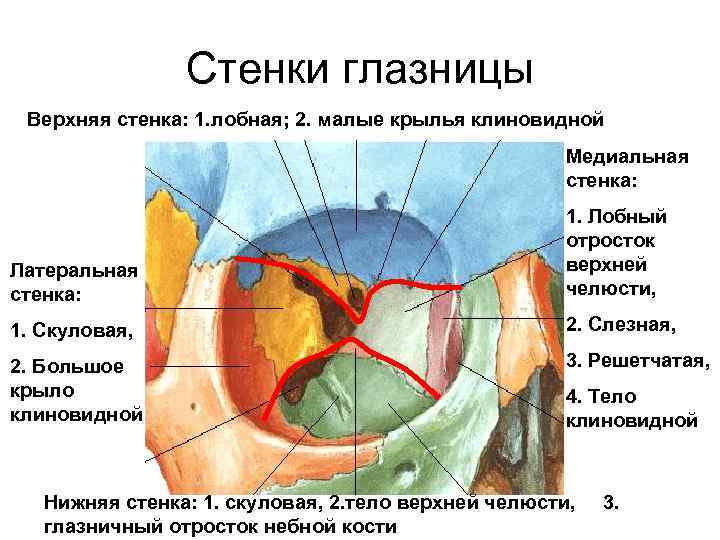 Стенки глазницы Верхняя стенка: 1. лобная; 2. малые крылья клиновидной Медиальная стенка: Латеральная стенка: