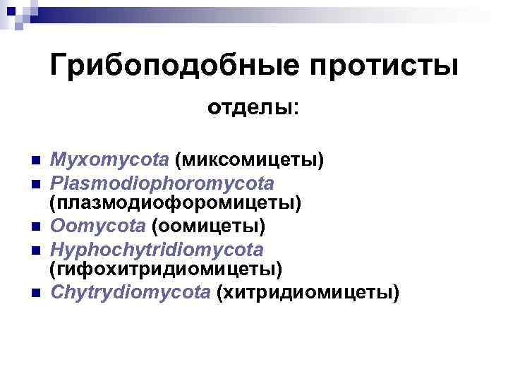 Грибоподобные протисты отделы: n n n Myxomycota (миксомицеты) Plasmodiophoromycota (плазмодиофоромицеты) Oomycota (оомицеты) Hyphochytridiomycota (гифохитридиомицеты)