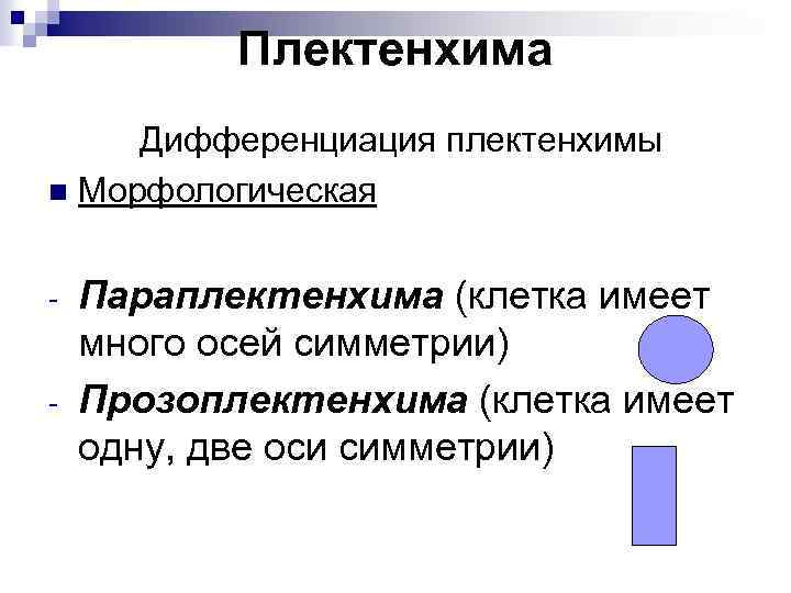 Плектенхима Дифференциация плектенхимы n Морфологическая - Параплектенхима (клетка имеет много осей симметрии) Прозоплектенхима (клетка