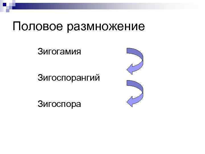 Половое размножение Зигогамия Зигоспорангий Зигоспора 