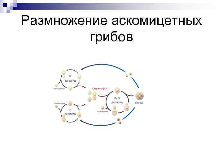 Размножение аскомицетных грибов 
