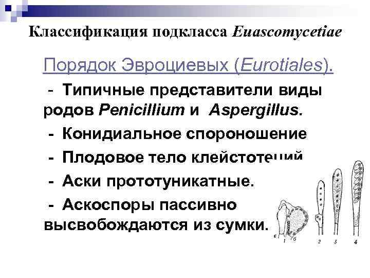 Классификация подкласса Euascomycetiae Порядок Эвроциевых (Eurotiales). - Типичные представители виды родов Penicillium и Aspergillus.