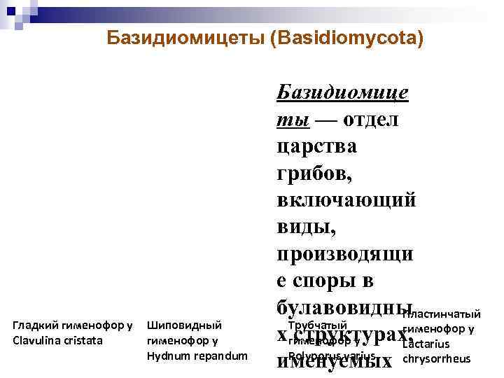 Базидиомицеты (Basidiomycota) Гладкий гименофор у Clavulina cristata Шиповидный гименофор у Hydnum repandum Базидиомице ты