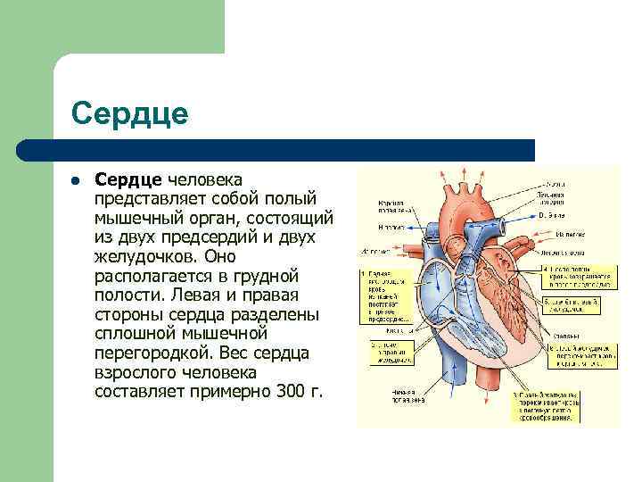 Камеры сердца человека