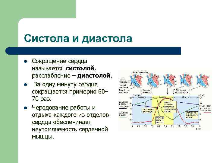 Систола и диастола l l l Сокращение сердца называется систолой, расслабление – диастолой. За