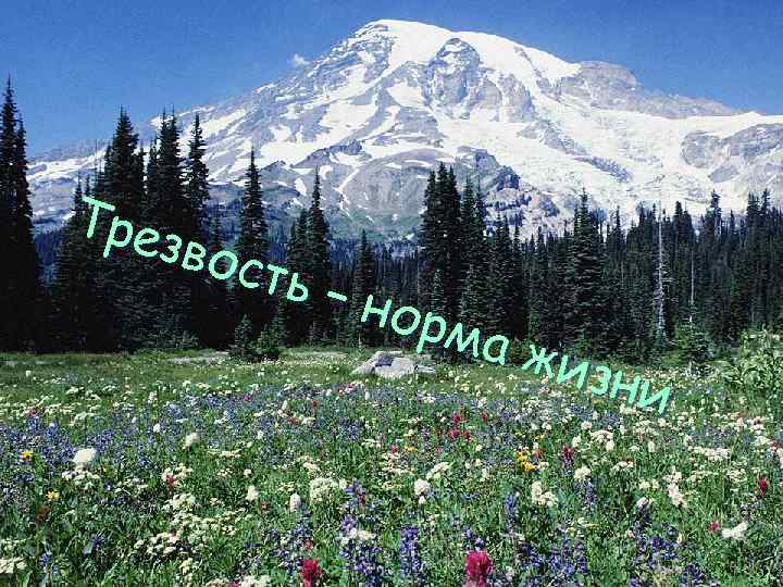 Тре звос ть – норм а жи зни 