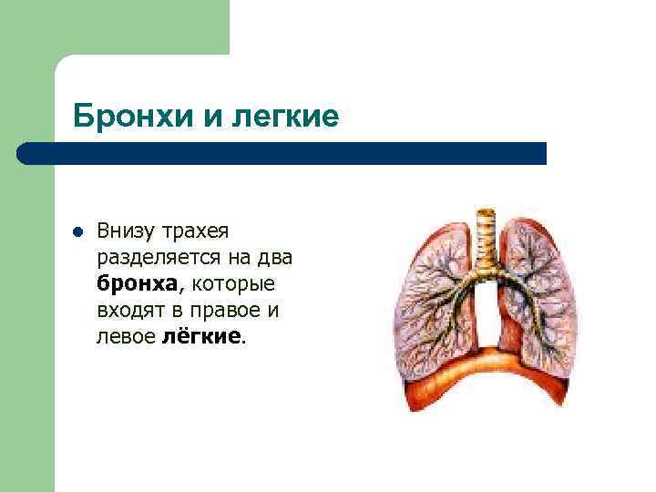 Бронхи и легкие l Внизу трахея разделяется на два бронха, которые входят в правое