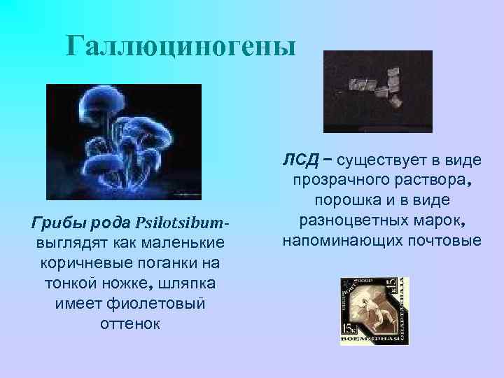 Галлюциногены Грибы рода Psilotsibumвыглядят как маленькие коричневые поганки на тонкой ножке, шляпка имеет фиолетовый