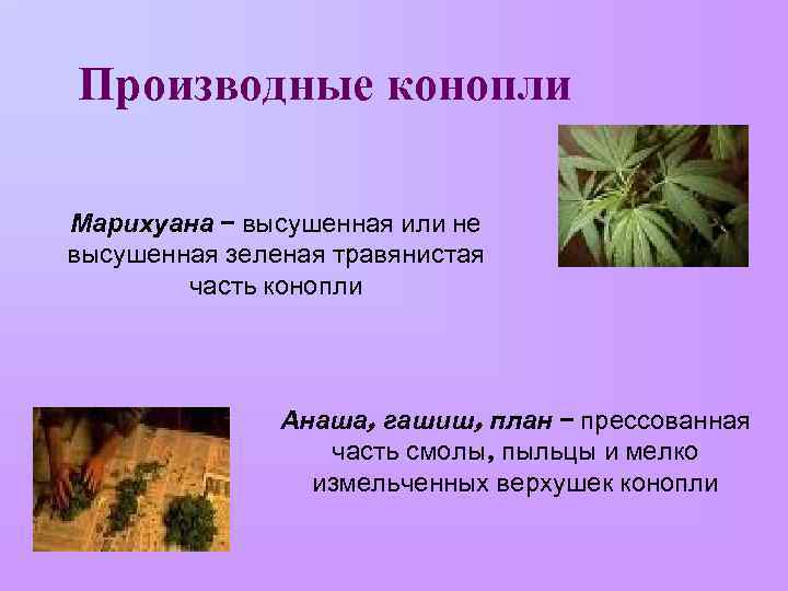 Производные конопли Марихуана – высушенная или не высушенная зеленая травянистая часть конопли Анаша, гашиш,