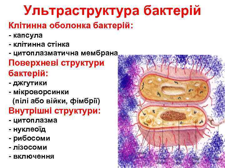Ультраструктура бактерій Клітинна оболонка бактерій: - капсула - клітинна стінка - цитоплазматична мембрана Поверхневі