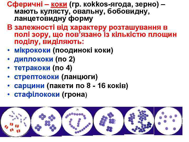 Сферичні – коки (гр. кokkos-ягода, зерно) – мають кулясту, овальну, бобовидну, ланцетовидну форму В