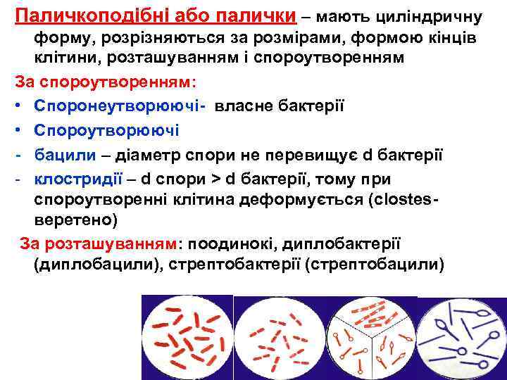Паличкоподібні або палички – мають циліндричну форму, розрізняються за розмірами, формою кінців клітини, розташуванням