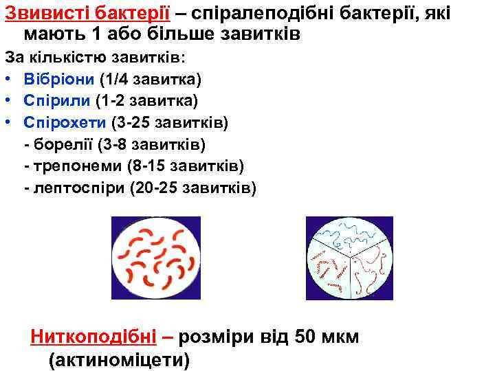 Звивисті бактерії – спіралеподібні бактерії, які мають 1 або більше завитків За кількістю завитків: