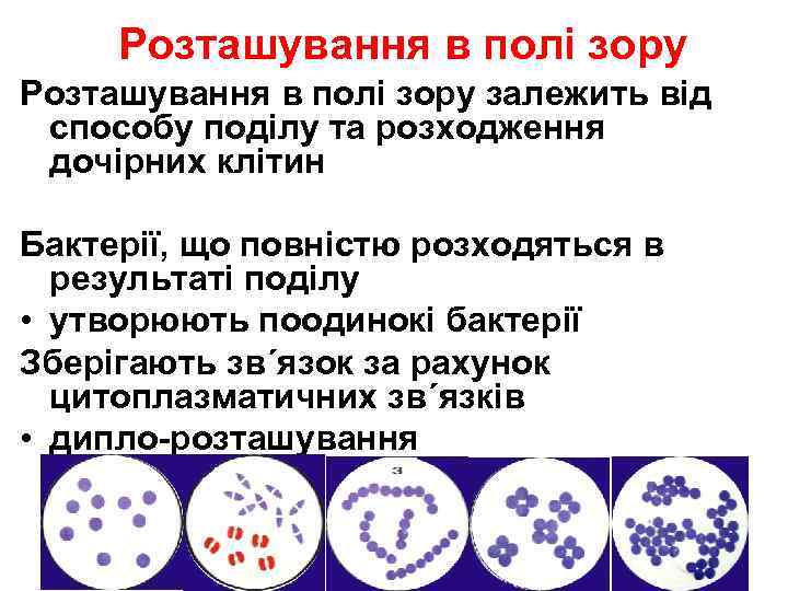 Розташування в полі зору залежить від способу поділу та розходження дочірних клітин Бактерії, що