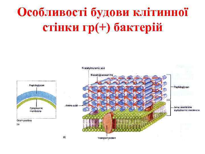 Особливості будови клітинної стінки гр(+) бактерій 