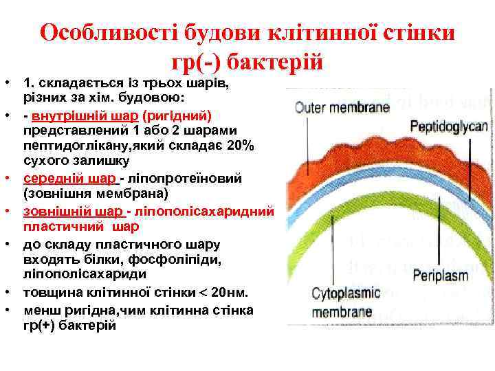 Особливості будови клітинної стінки гр(-) бактерій • 1. складається із трьох шарів, різних за