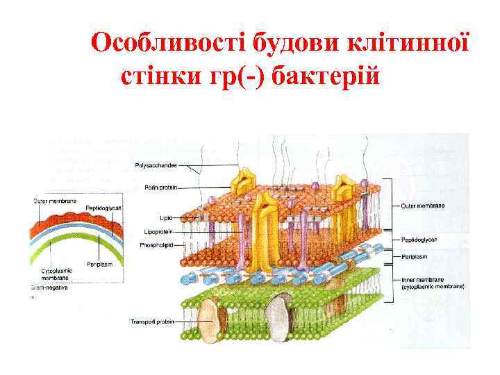 Особливості будови клітинної стінки гр(-) бактерій 