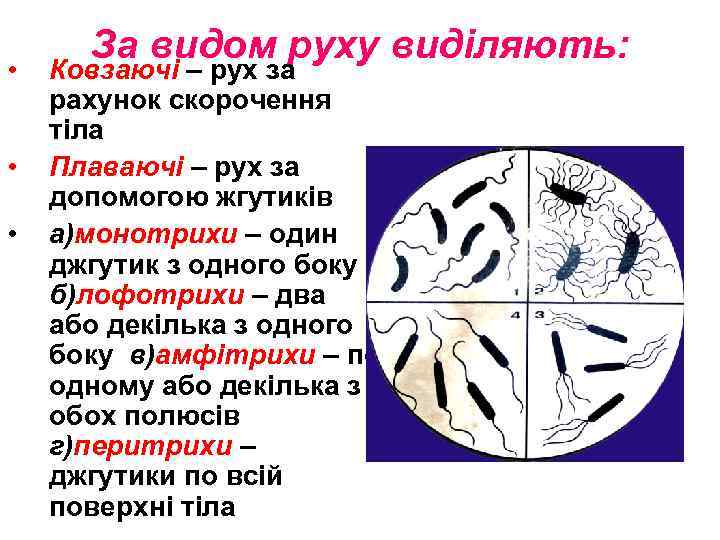  • • • За видом руху виділяють: Ковзаючі – рух за рахунок скорочення