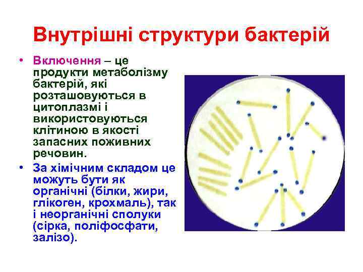 Внутрішні структури бактерій • Включення – це продукти метаболізму бактерій, які розташовуються в цитоплазмі