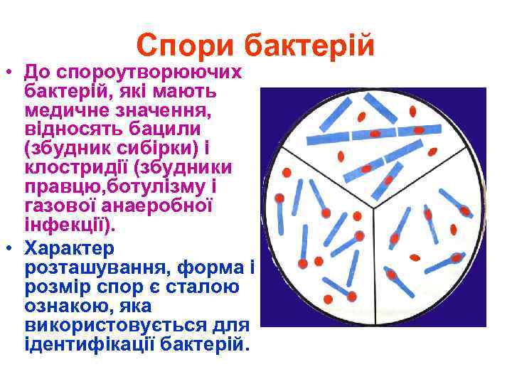 Спори бактерій • До спороутворюючих бактерій, які мають медичне значення, відносять бацили (збудник сибірки)