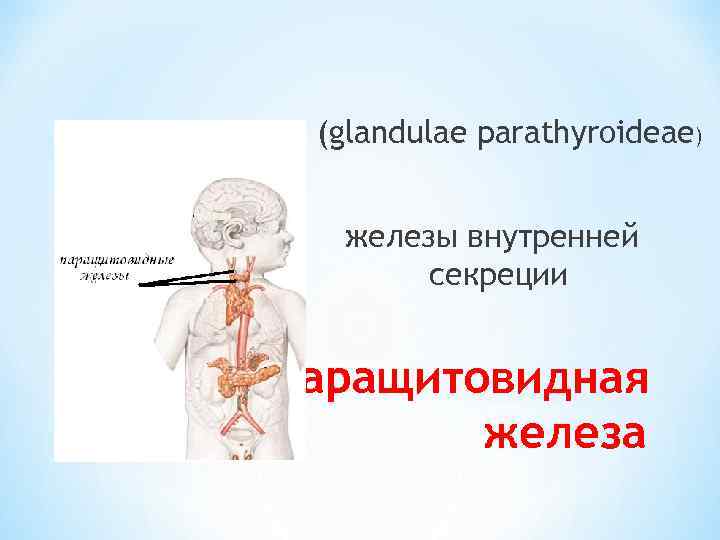 (glandulae parathyroideae) железы внутренней секреции *Паращитовидная железа 