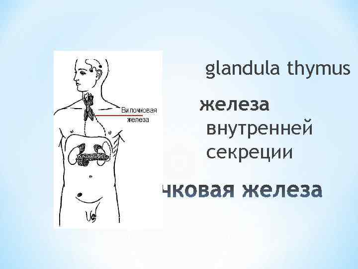 glandula thymus железа внутренней секреции * 