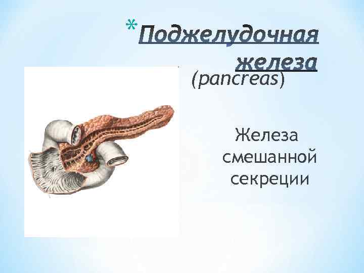 * (pancreas) Железа смешанной секреции 