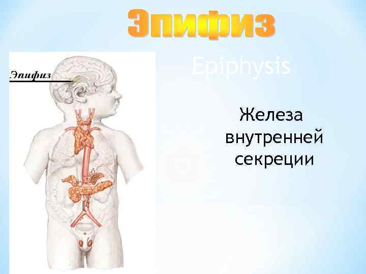 Epiphysis Железа внутренней секреции 