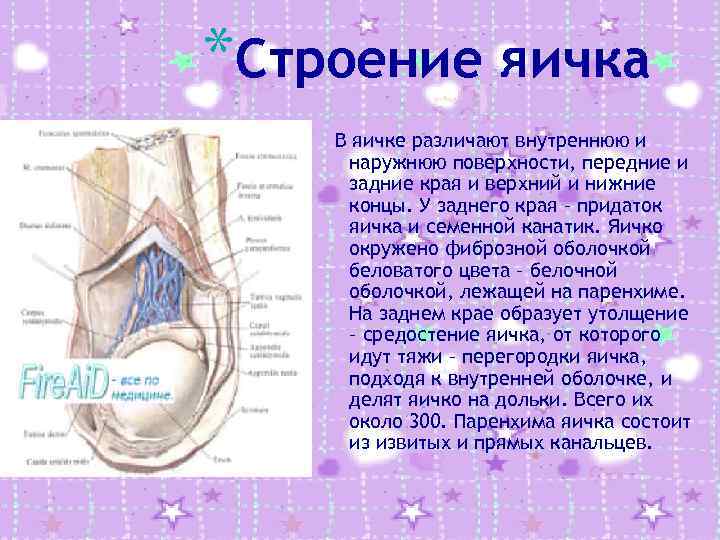 *Строение яичка В яичке различают внутреннюю и наружнюю поверхности, передние и задние края и