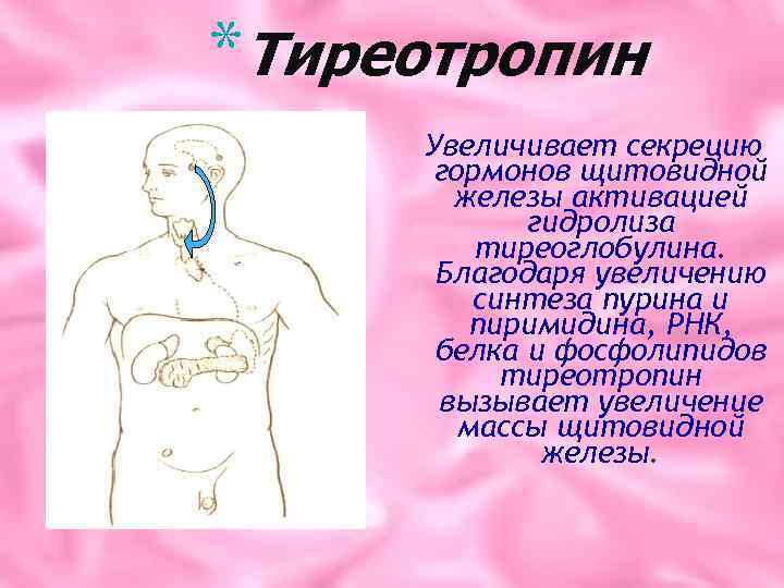 *Тиреотропин Увеличивает секрецию гормонов щитовидной железы активацией гидролиза тиреоглобулина. Благодаря увеличению синтеза пурина и