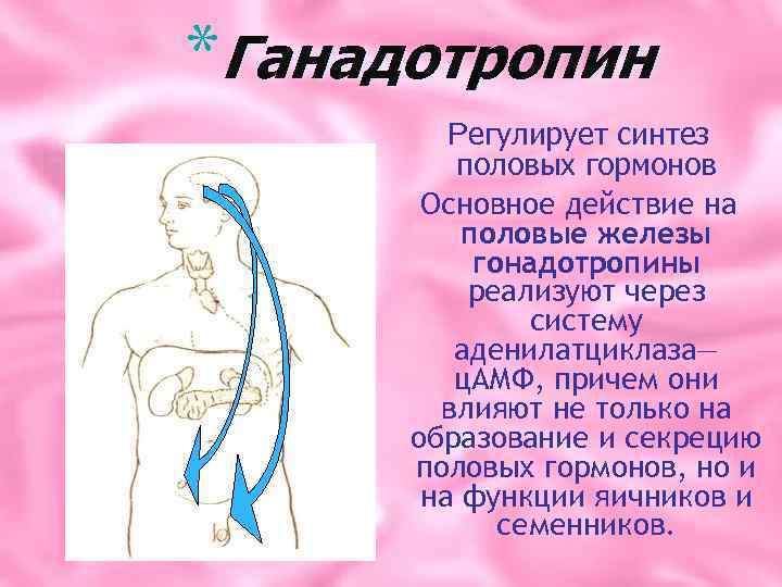 *Ганадотропин Регулирует синтез половых гормонов Основное действие на половые железы гонадотропины реализуют через систему