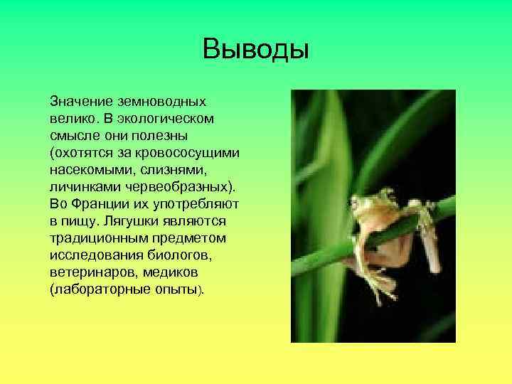 7 вывод. Вывод о земноводных. Вывод о лягушках. Вывод по теме земноводные. Заключение о земноводных.