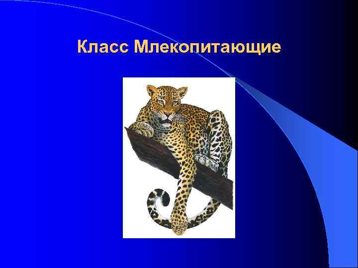 Класс Млекопитающие 