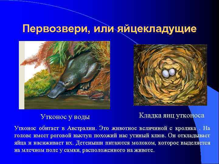 Первозвери, или яйцекладущие Утконос у воды Кладка яиц утконоса Утконос обитает в Австралии. Это
