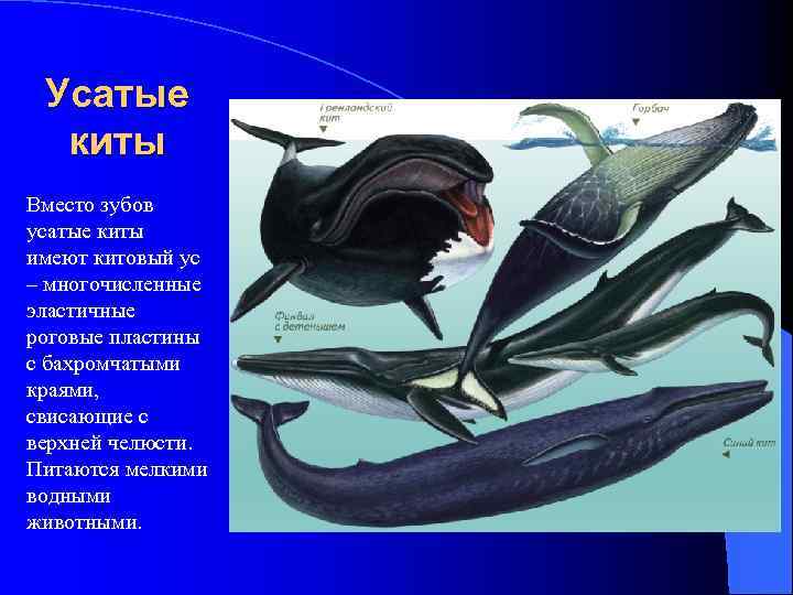 Усатые киты Вместо зубов усатые киты имеют китовый ус – многочисленные эластичные роговые пластины