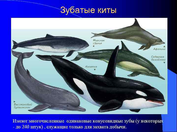 Зубатые киты Имеют многочисленные одинаковые конусовидные зубы (у некоторых - до 240 штук) ,