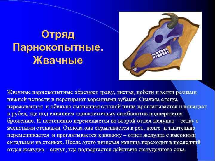 Отряд Парнокопытные. Жвачные парнокопытные обрезают траву, листья, побеги и ветки резцами нижней челюсти и