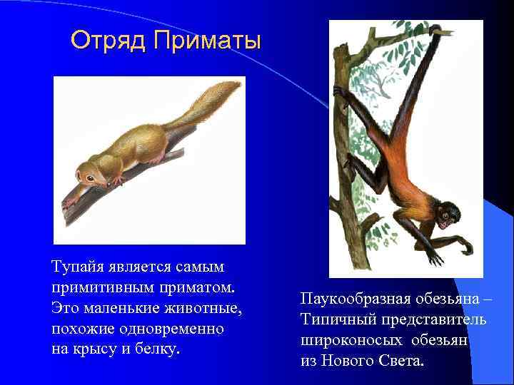 Рассмотрите рисунок с изображением млекопитающего какие отделы тела вы обнаружили