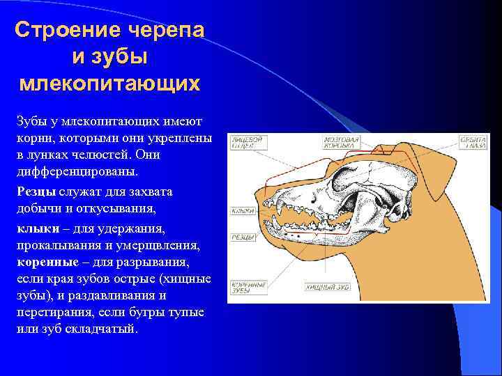 Изучите строение черепа млекопитающего. Зубная система низших млекопитающих. Строение зубов млекопитающих биология 7 класс. Особенности строения зубов млекопитающих.