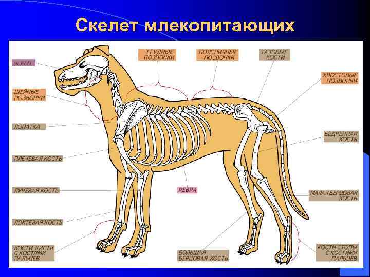 Скелет млекопитающих 