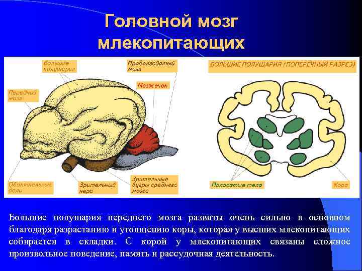 Укажи рисунок на котором представлен мозг млекопитающего