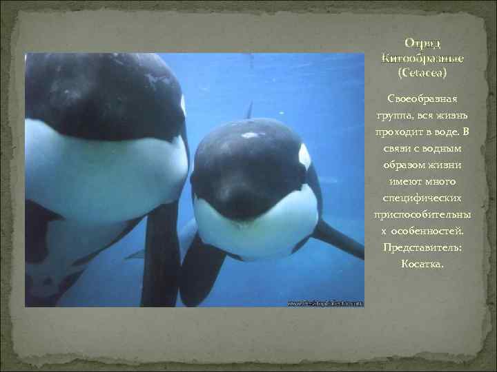 Отряд Китообразные (Cetacea) Своеобразная группа, вся жизнь проходит в воде. В связи с водным