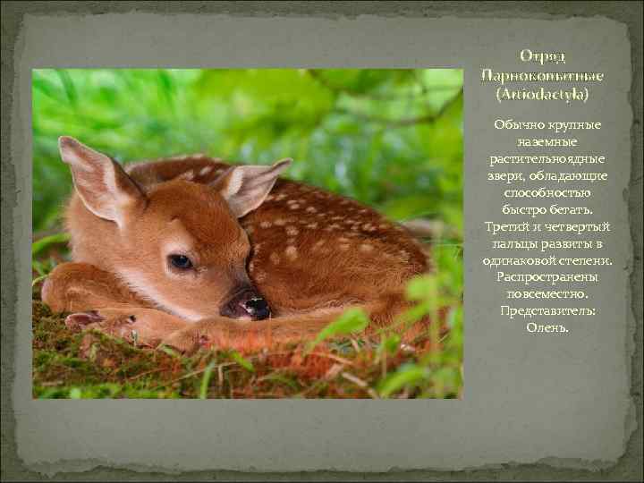 Отряд Парнокопытные (Artiodactyla) Обычно крупные наземные растительноядные звери, обладающие способностью быстро бегать. Третий и