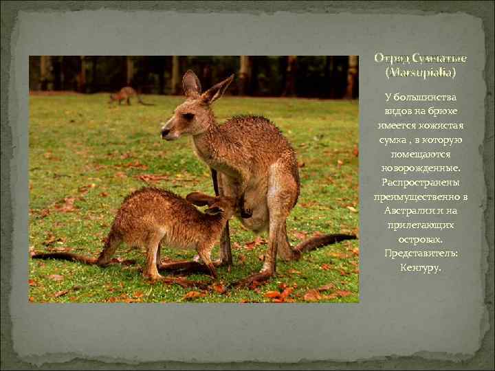 Отряд Сумчатые (Marsupialia) У большинства видов на брюхе имеется кожистая сумка , в которую