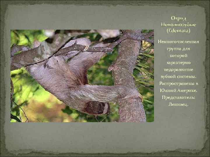 Отряд Неполнозубые (Edentata) Немногочисленная группа для которой характерно недоразвитие зубной системы. Распространены в Южной